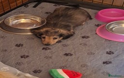 Miniature Dachshund dogs for sale: Long haired Shaded Cream Boy  in Banwell - Image 9