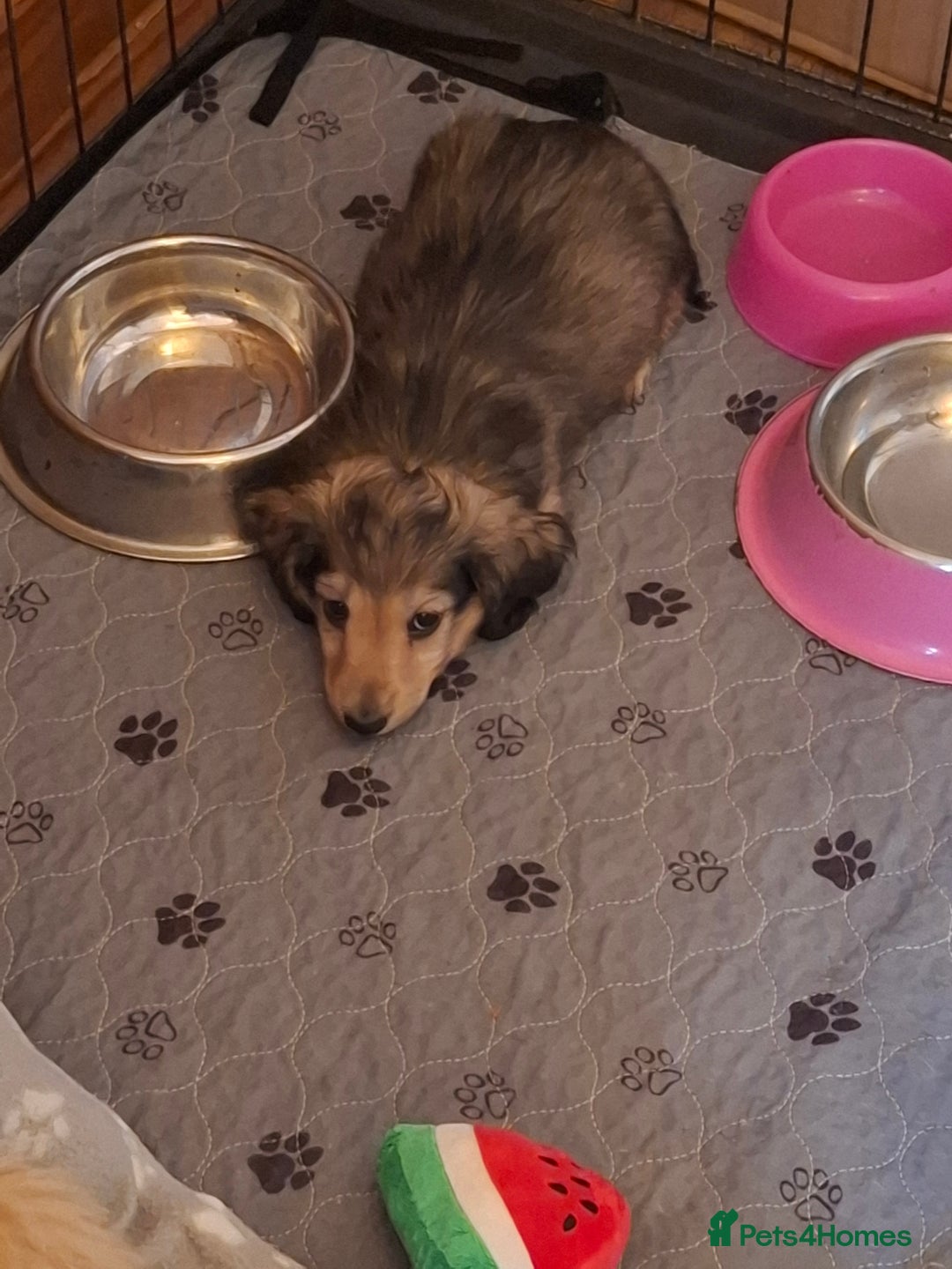 Miniature Dachshund dogs for sale: Long haired Shaded Cream Boy  in Banwell - Image 9