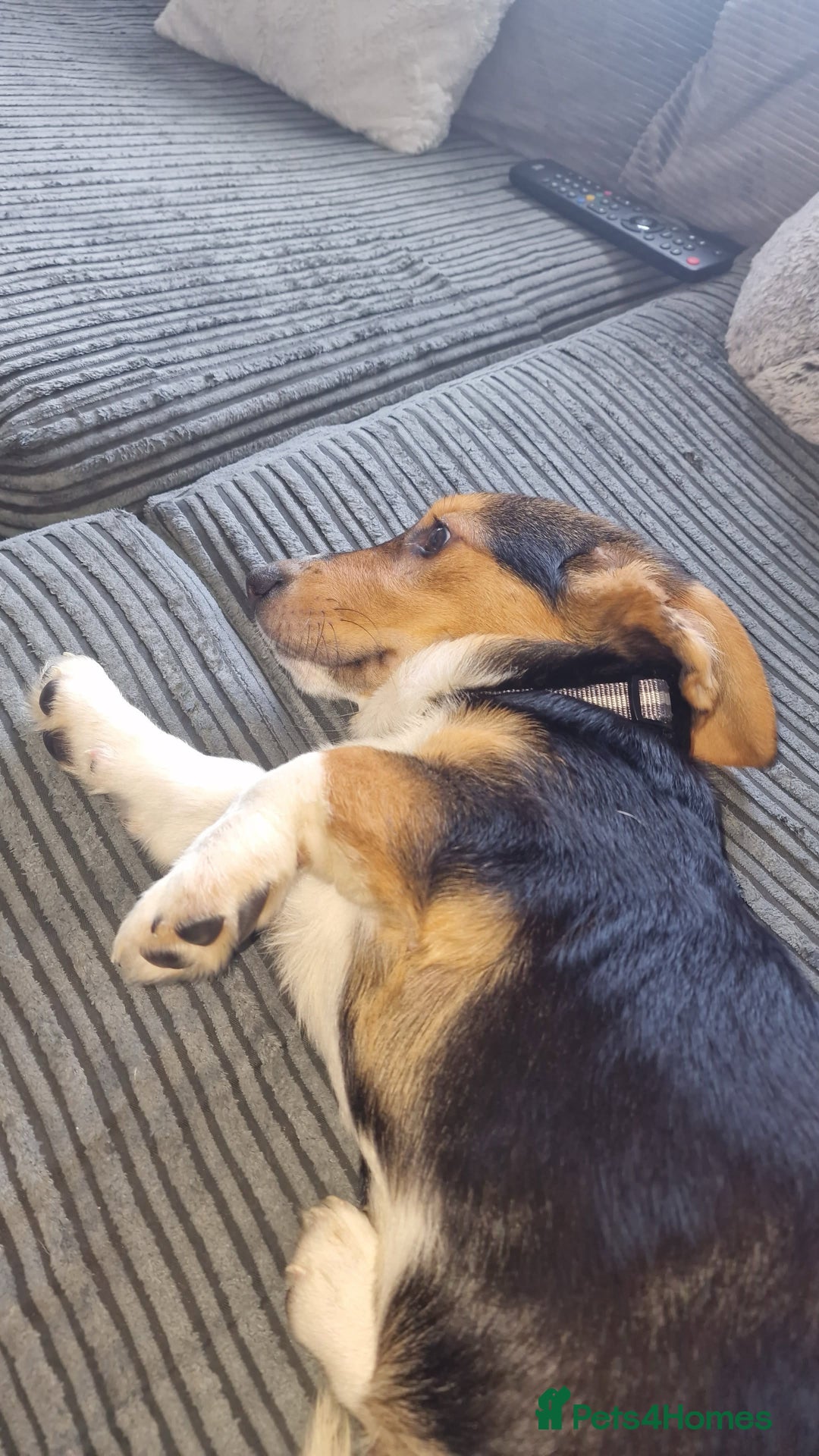 Mixed Breed dogs for sale: Bassett puppy  - Image 1