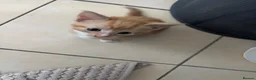 Mixed Breed cats for sale: Kittens for Sale  - Advert 9