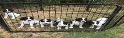 English Springer Spaniel dogs for sale: Springer Puppies for Sale - Advert 4