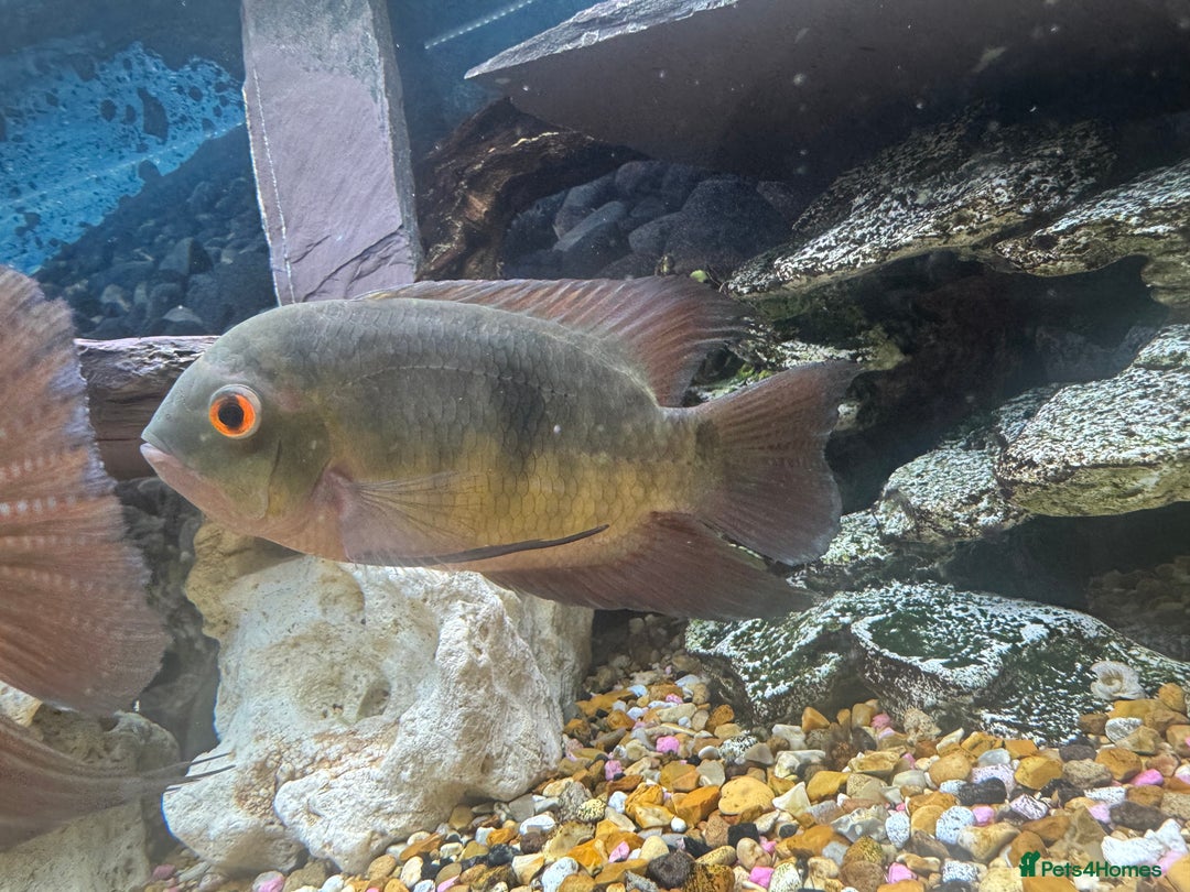 Cichlids fish for sale: Chocolate Chiclids  - Image 6