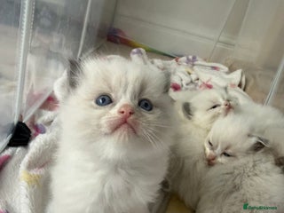 Ragdoll cats 📍GCCF REGISTERED🐾 6 Ragdoll Kittens available!🍼 - Advert 13