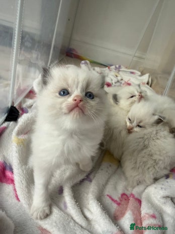 Ragdoll cats 📍GCCF REGISTERED🐾 6 Ragdoll Kittens available!🍼 - Advert 4
