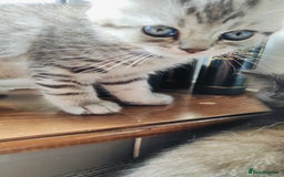 Scottish Fold cats for sale: ❤️Gorgeous Scottish Fold Straight ears kittens❤️ - Image 11