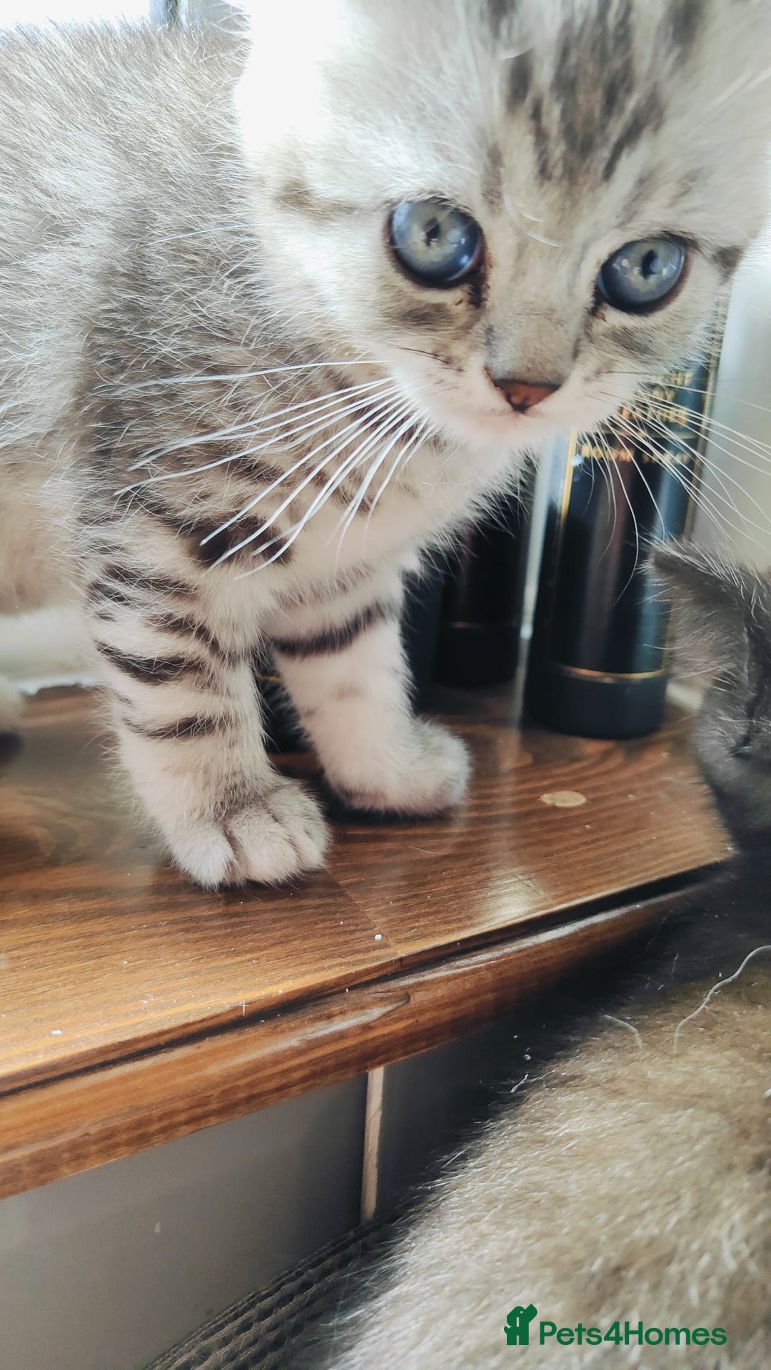 Scottish Fold cats for sale: ❤️Gorgeous Scottish Fold Straight ears kittens❤️ - Image 11