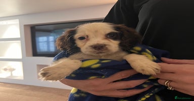 Cocker Spaniel dogs - Advert 4