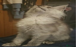 Maine Coon cats for sale: 💖READY NOW💖health tested 💖pure pedigree - Image 22