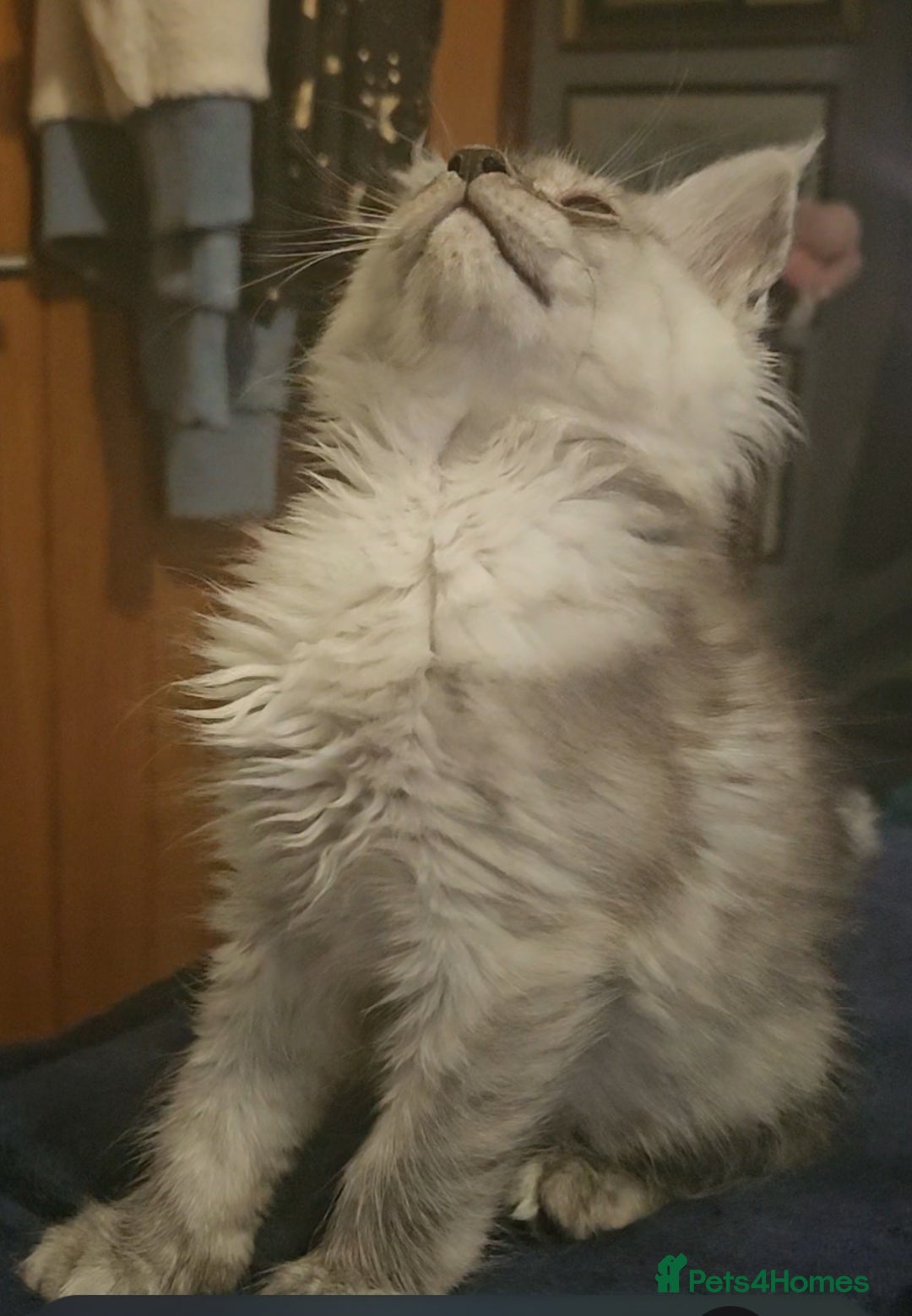Maine Coon cats for sale: 💖READY NOW💖health tested 💖pure pedigree - Image 22