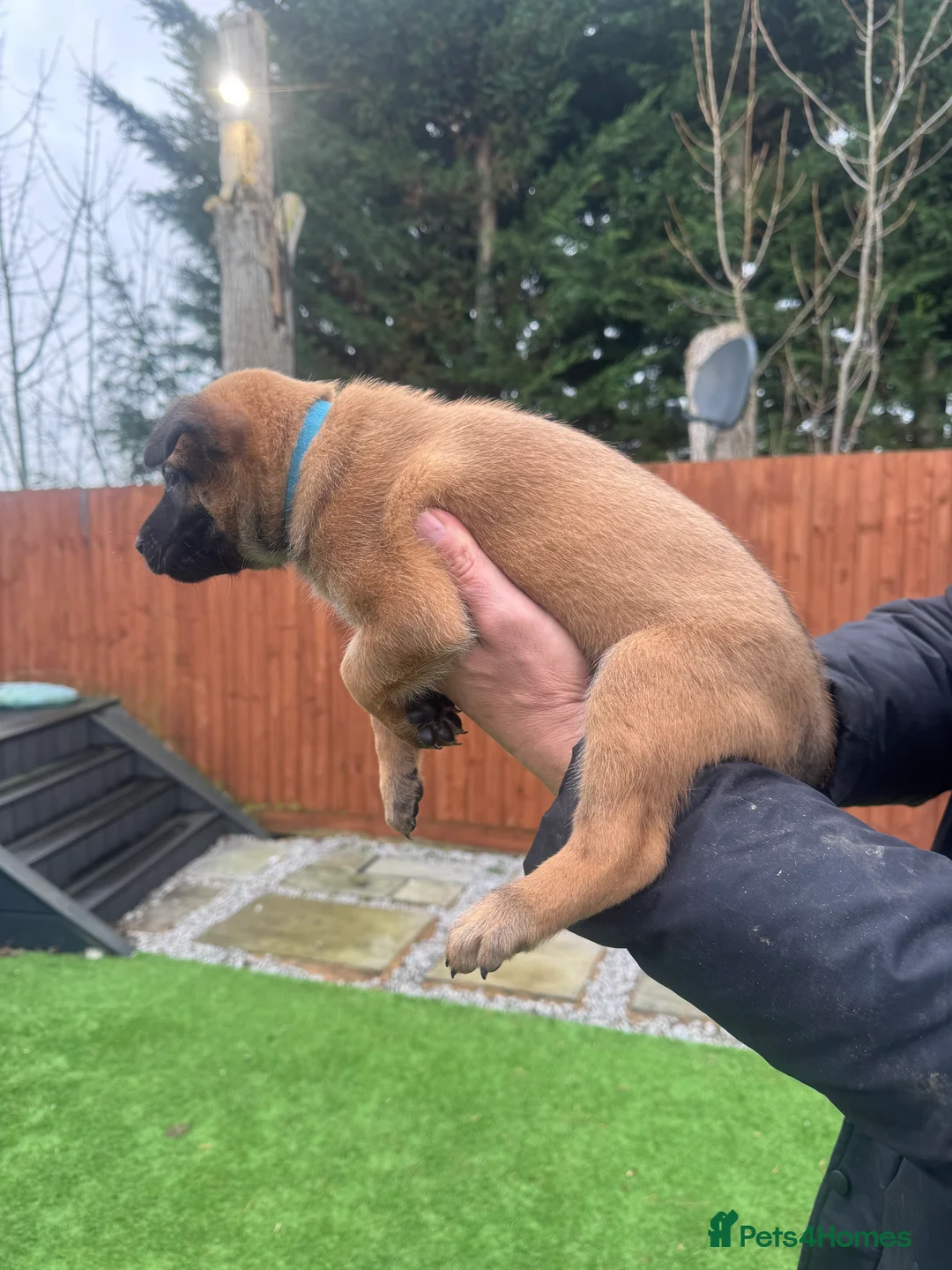 Belgian Shepherd Dog dogs for sale: Belgian Malinois Puppies - Advert 16