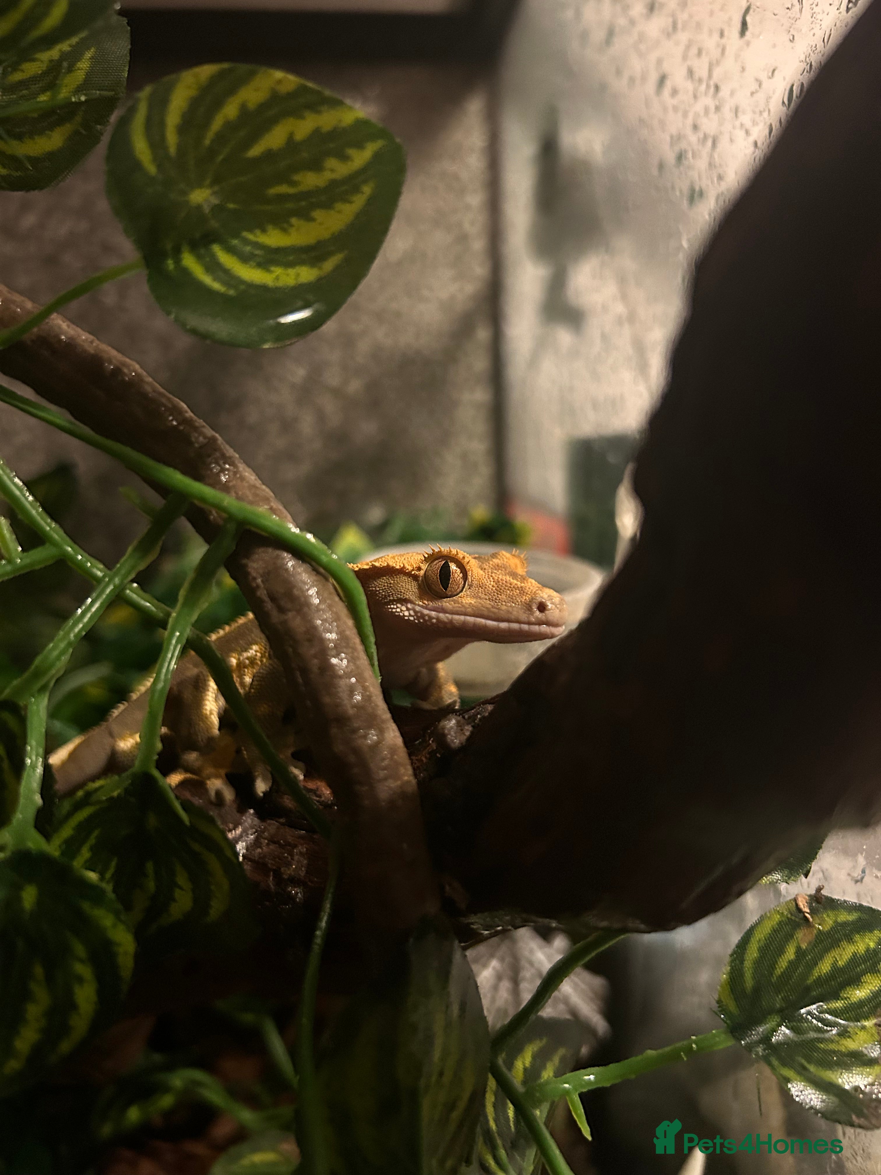 Gecko reptiles Crested Gecko  - Advert 2