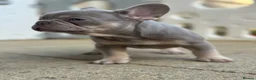 French Bulldog dogs for sale: Health Clear KC Registered French Bulldog Puppies - Advert 8