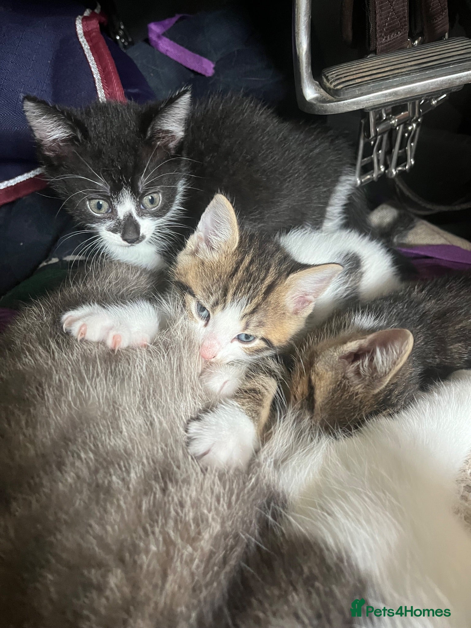 Mixed Breed cats Very friendly and  - Advert 2