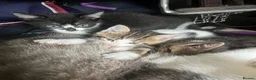 Mixed Breed cats for sale: Very friendly and  in Shipston-on-Stour - Advert 2