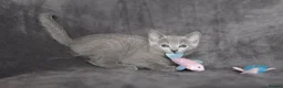 Russian Blue cats for sale: TICA Reg Boutique Russian Blue Kittens  - Advert 18