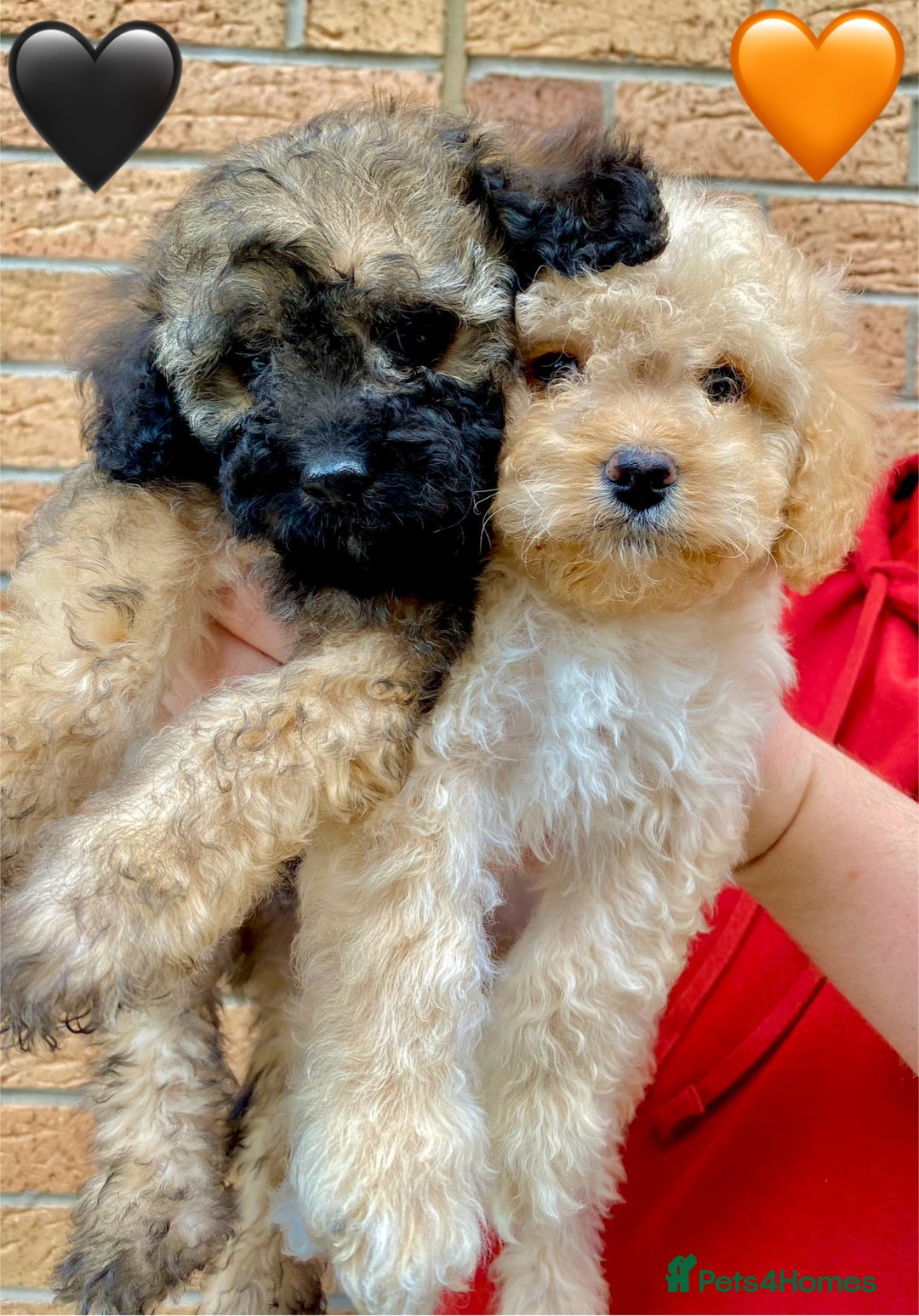Cavapoo dogs for sale: 💖 Top Quality F1B Cavapoo Puppies DNA TESTED 💖 - Image 18