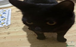 Mixed Breed cats for adoption: Molly and Donny need a home of their own - Image 4