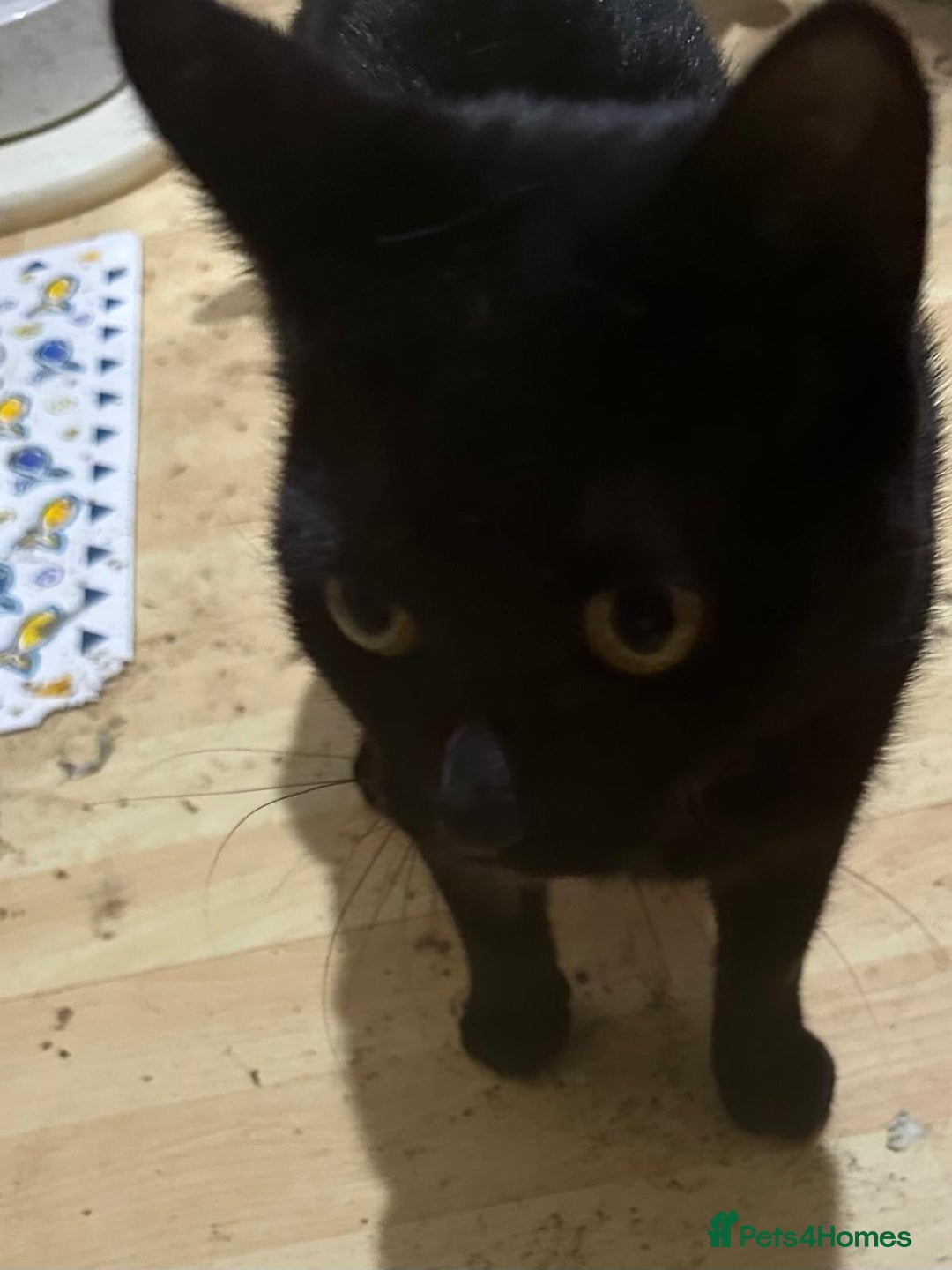 Mixed Breed cats for adoption: Molly and Donny need a home of their own - Image 4