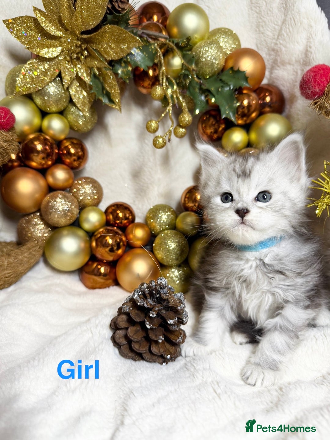 Maine Coon cats for sale: 🏅❤️Champ blood beautiful Mainecoone kittens 🏅 - Advert 14