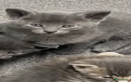 Siamese cats for sale: Beautiful Siamese-Linked Kittens Ready Soon 🐾🤎 - Image 10