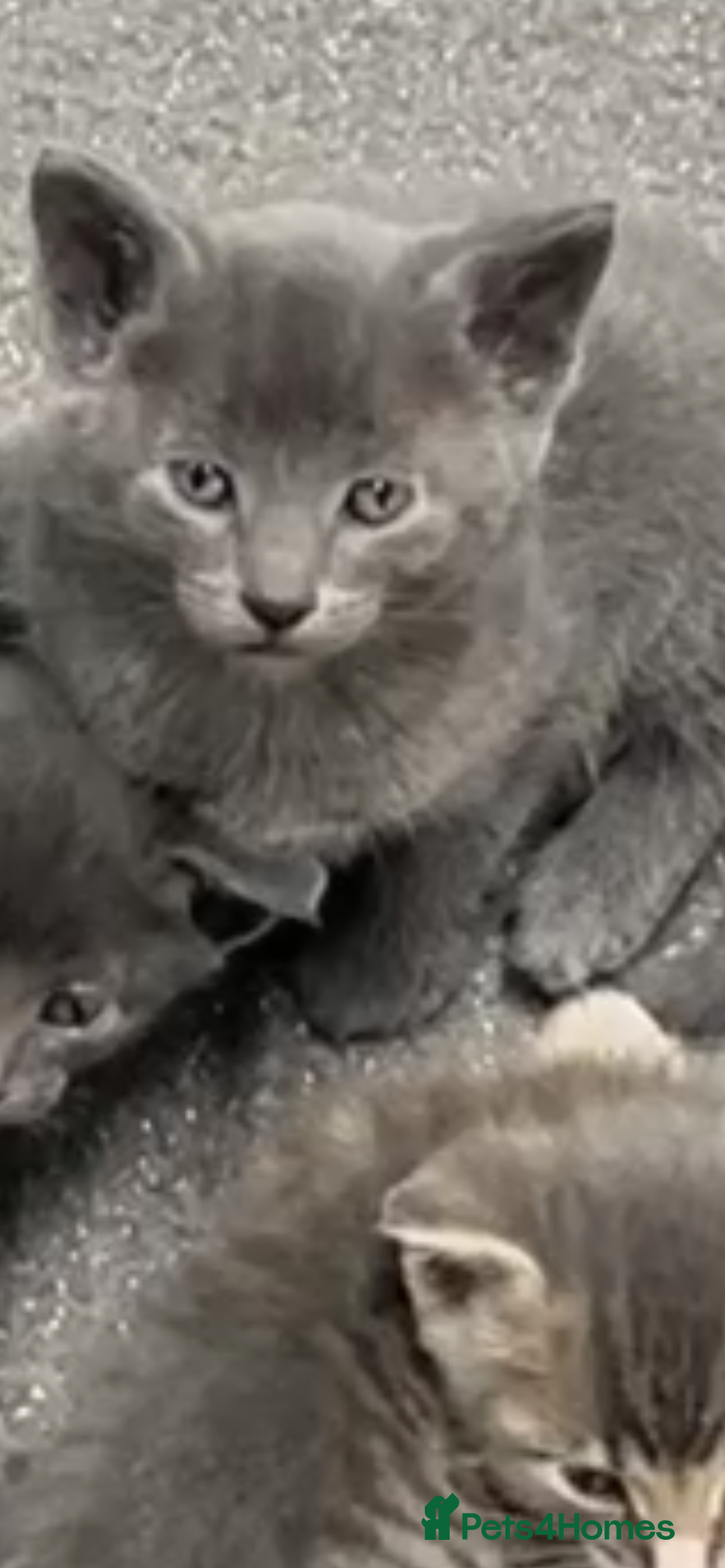 Siamese cats for sale: Beautiful Siamese-Linked Kittens Ready Soon 🐾🤎 - Image 10