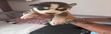 Siberian Husky 4