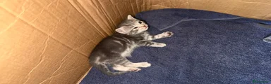 Tabby 
