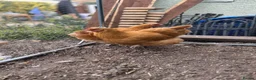 Chickens poultry for sale: Pair of buff Orpingtons - Advert 1