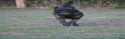 Belgian Shepherd Dog dogs for sale: DH male  - Advert 10