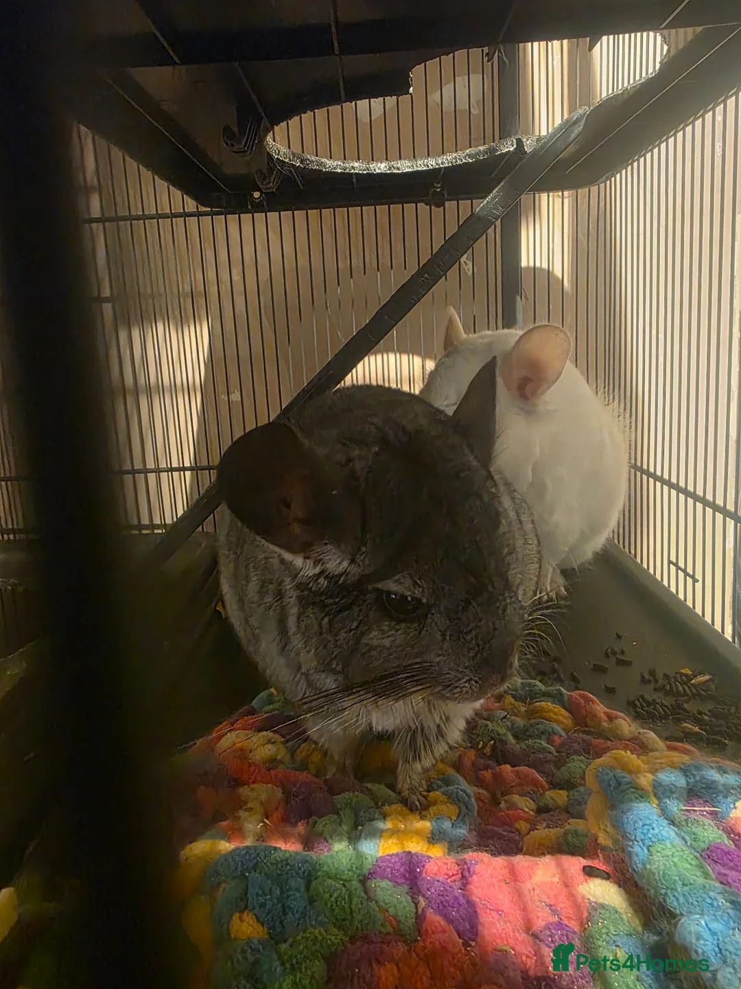 Chinchilla rodents for sale: Chinchillas with cage - Advert 4