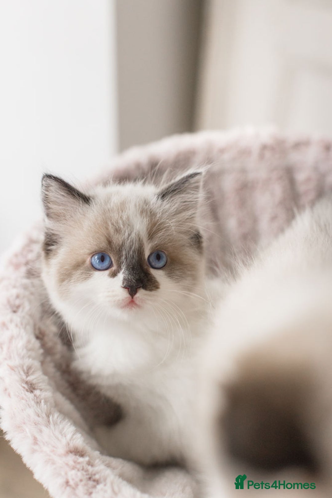Ragdoll cats for sale: Bicolour and Lynx Ragdoll kittens - Advert 36
