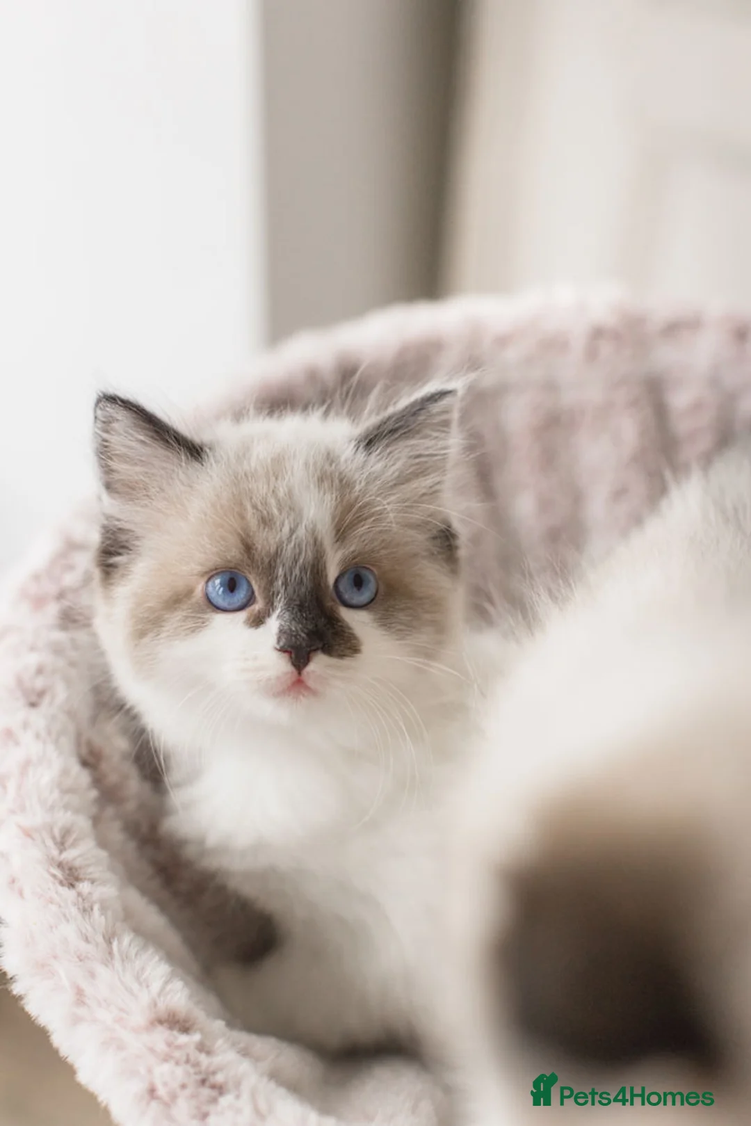 Ragdoll cats for sale: Last Blue Bicolour Ragdoll female available  - Advert 20