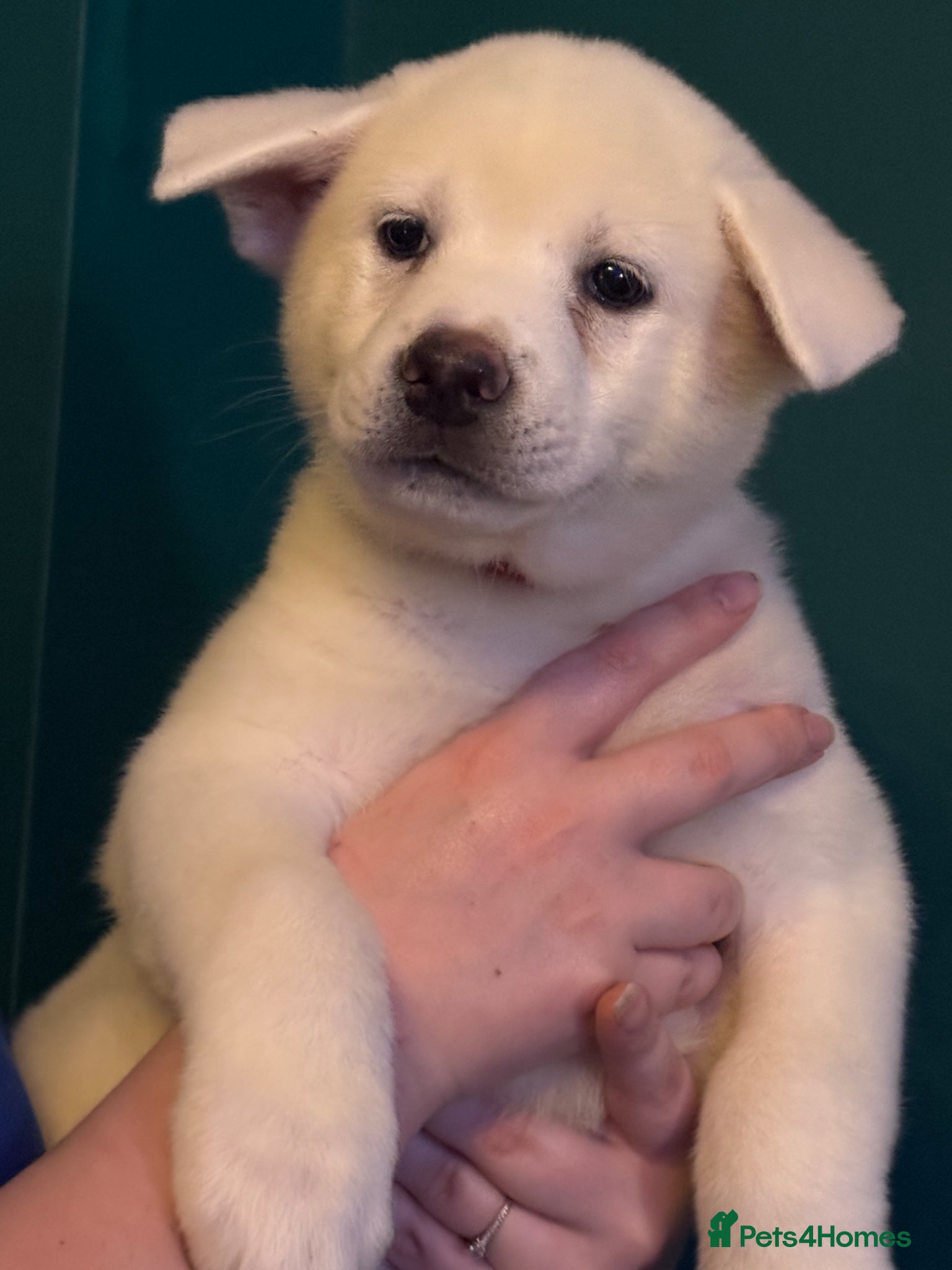 Japanese Akita Inu dogs  1 left Japanese Akita Puppies READY NOW - Advert 9