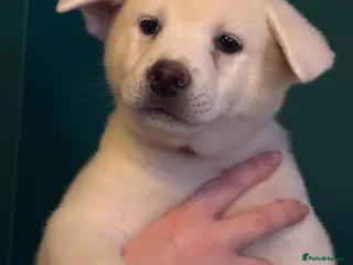 Japanese Akita Inu dogs 1 left Japanese Akita Puppies READY NOW - Advert 9