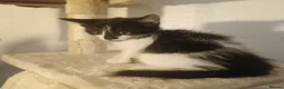 Mixed Breed cats for sale: Gorgeous kitten  - Advert 4