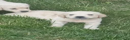 Golden Retriever dogs for sale: Quality golden retrievers  - Advert 27
