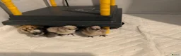 Chickens poultry for sale: Silkie chicks  - Advert 3