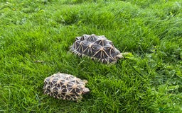 Tortoise reptiles for sale: Indian Star Tortoises - Image 1