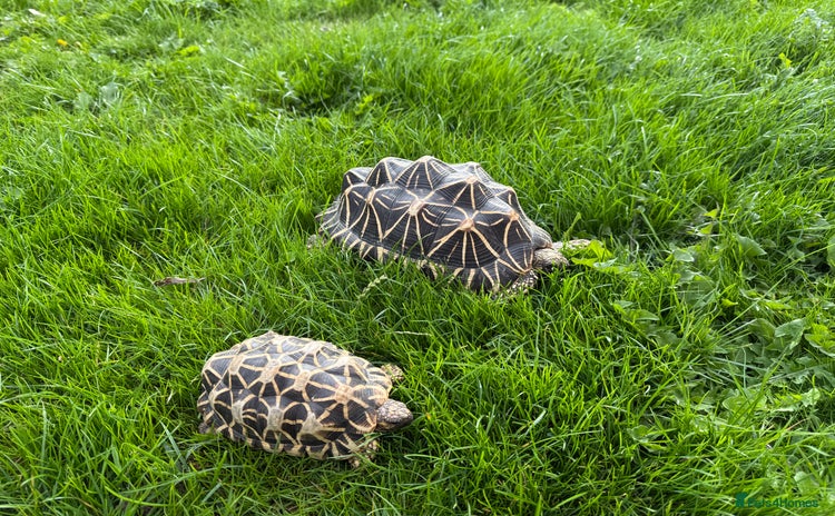 Tortoise reptiles - Advert 7