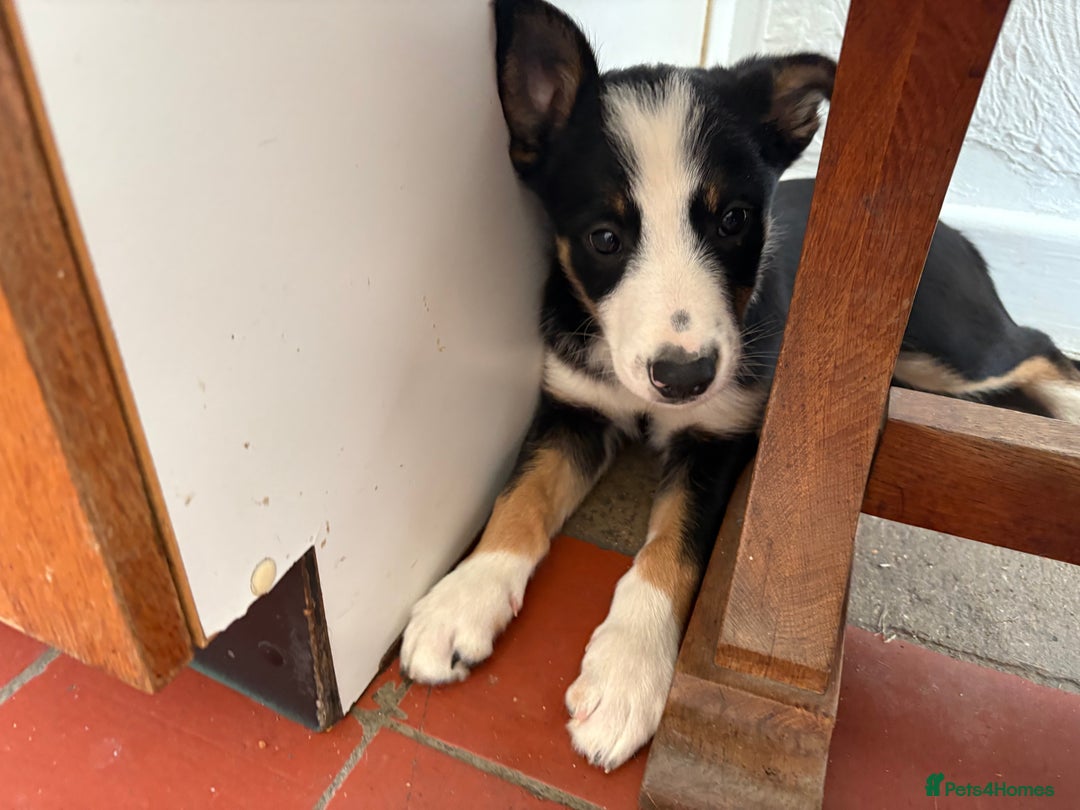 Border Collie dogs for sale: Border Collie Puppies 🐾 in Caernarfon - Image 5