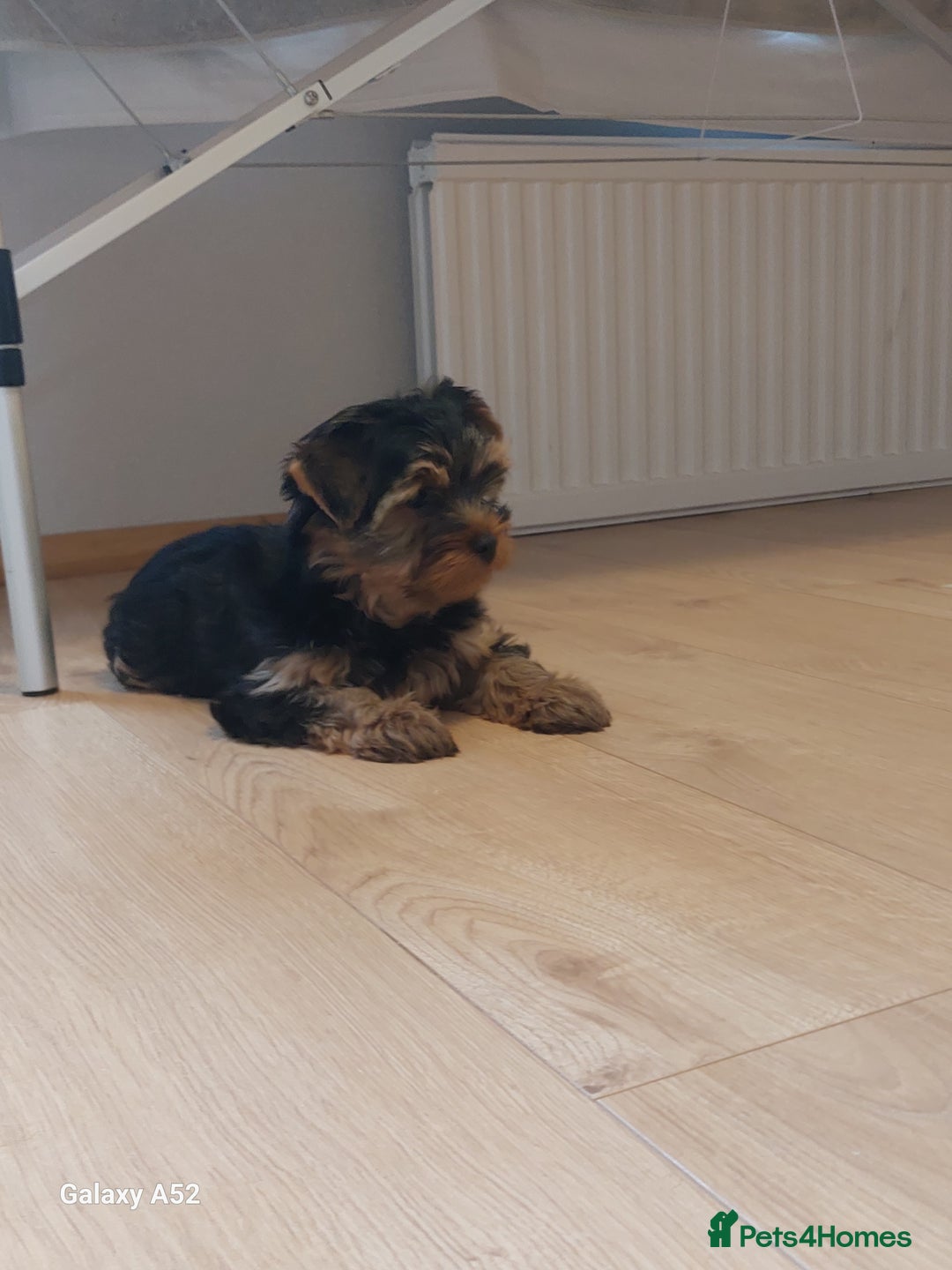 Yorkshire Terrier dogs for sale: Yorkshire Terrier Puppies (2 left) - Advert 28