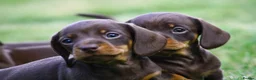 Miniature Dachshund dogs for sale: KC reg Chocolate miniature smooth puppies - Advert 3