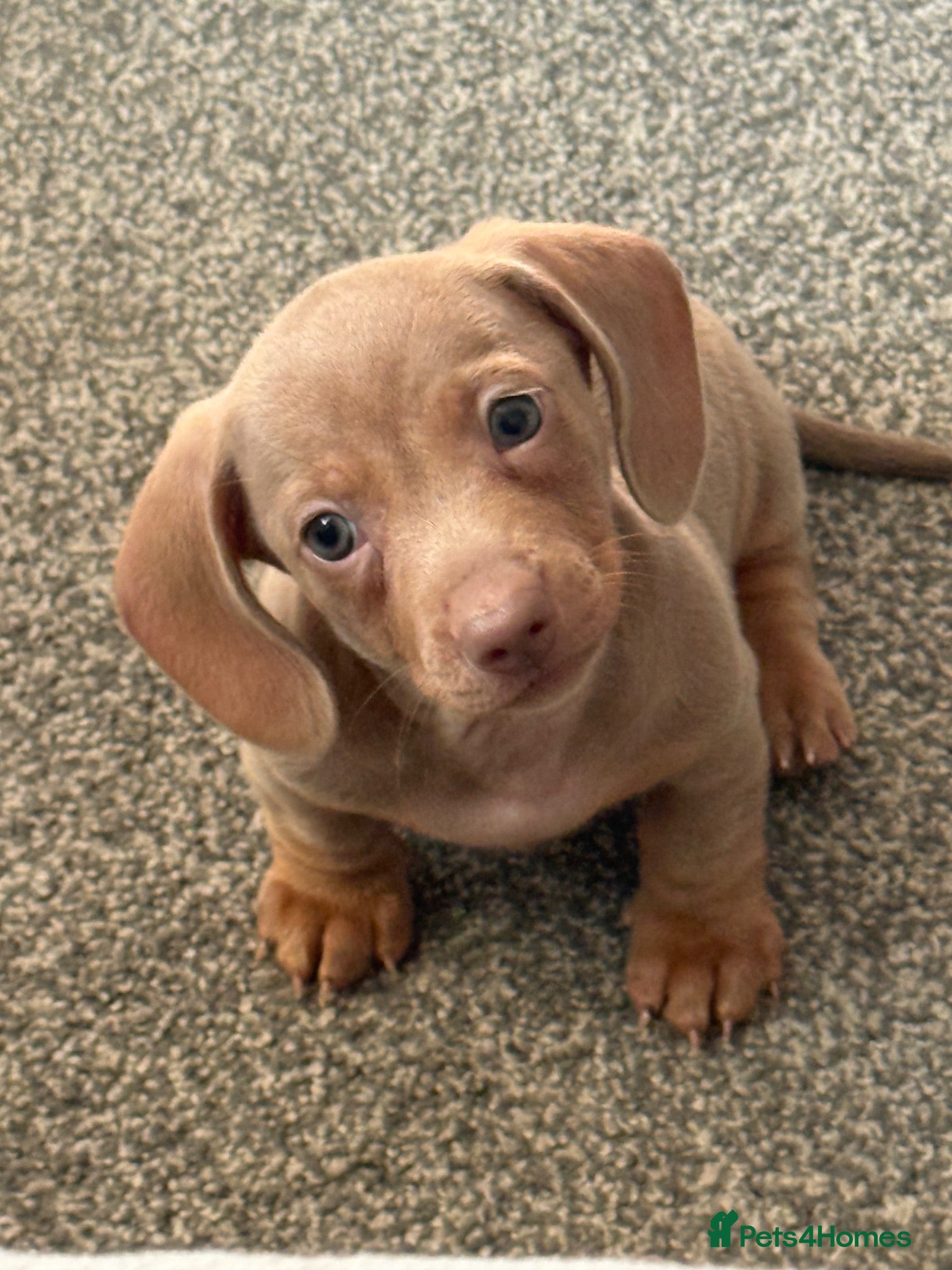 Miniature Dachshund dogs Miniature dachshund puppies - Advert 4