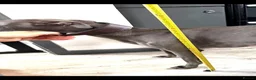Whippet dogs for sale: KC Registered Blue Whippet Puppies  in Poole - Advert 11