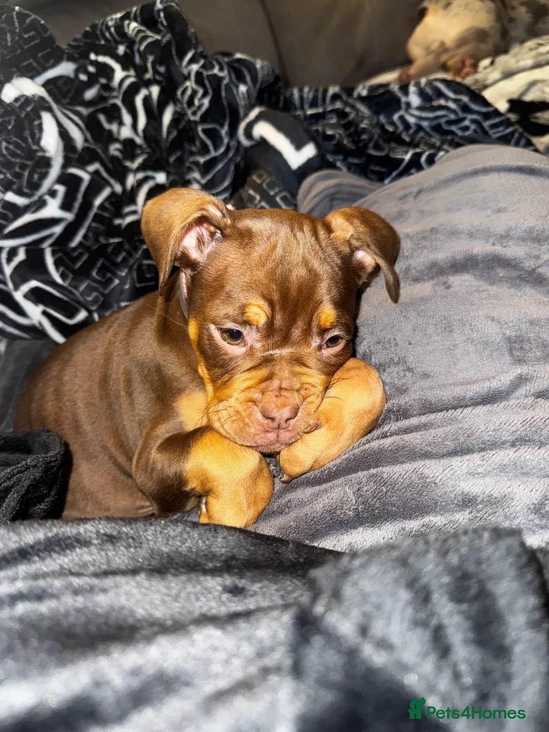 English Bulldog dogs for sale: Female English Bulldog  - Advert 5