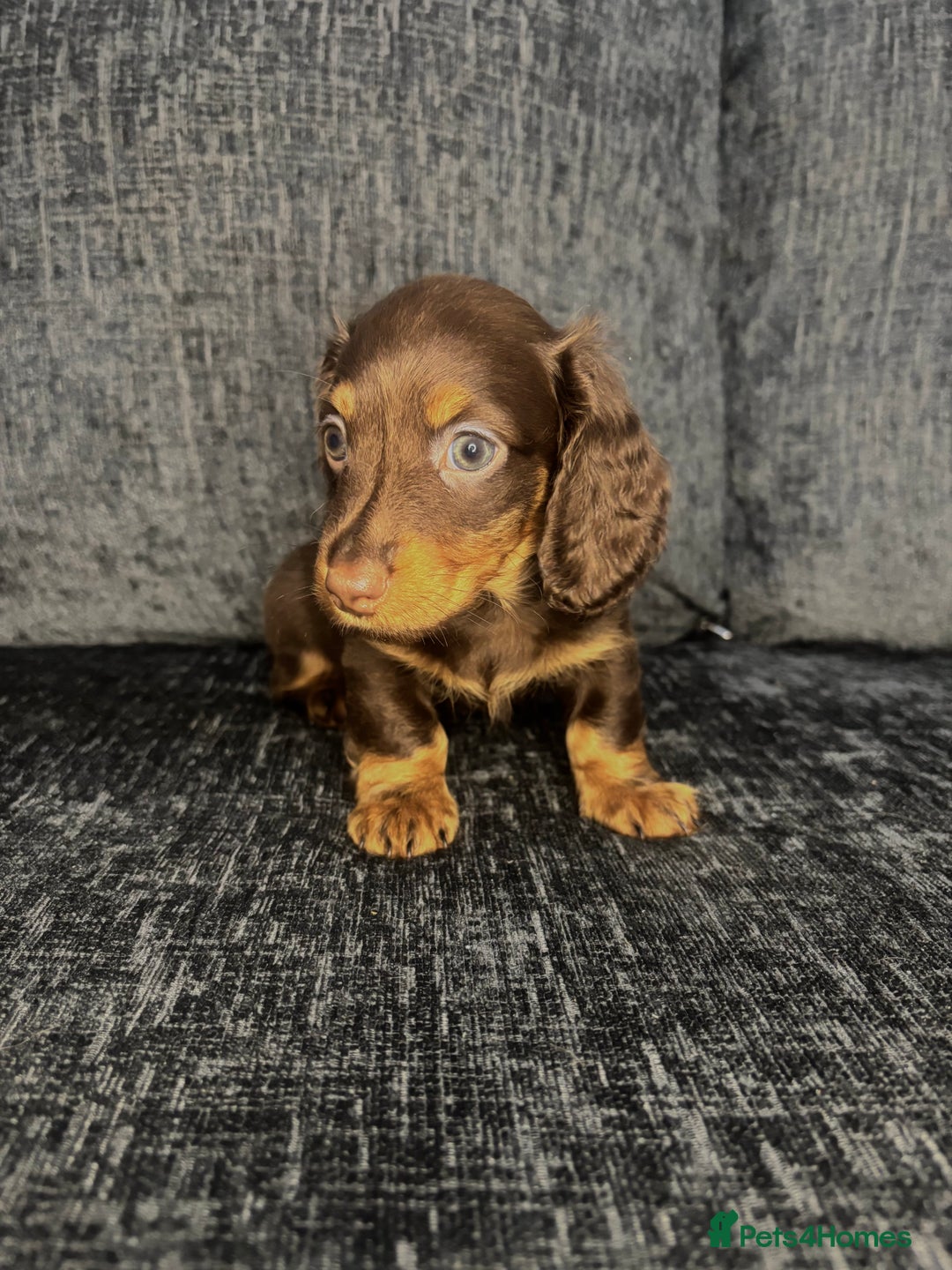 Miniature Dachshund dogs for sale: Champion Longhaired Miniature Dachshund Puppies - Advert 18