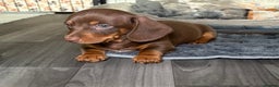 Miniature Dachshund dogs for sale: Chocolate dachshund girls  - Advert 10
