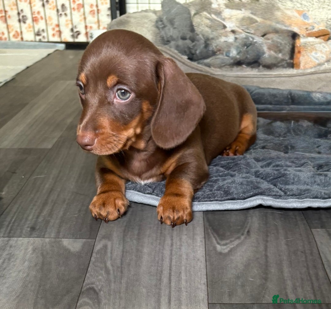 Miniature Dachshund dogs for sale: Chocolate dachshund girls  - Advert 10