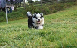 Pomsky dogs for sale: Genuine F4 Pomsky puppies (Health tested parents)  - Image 7