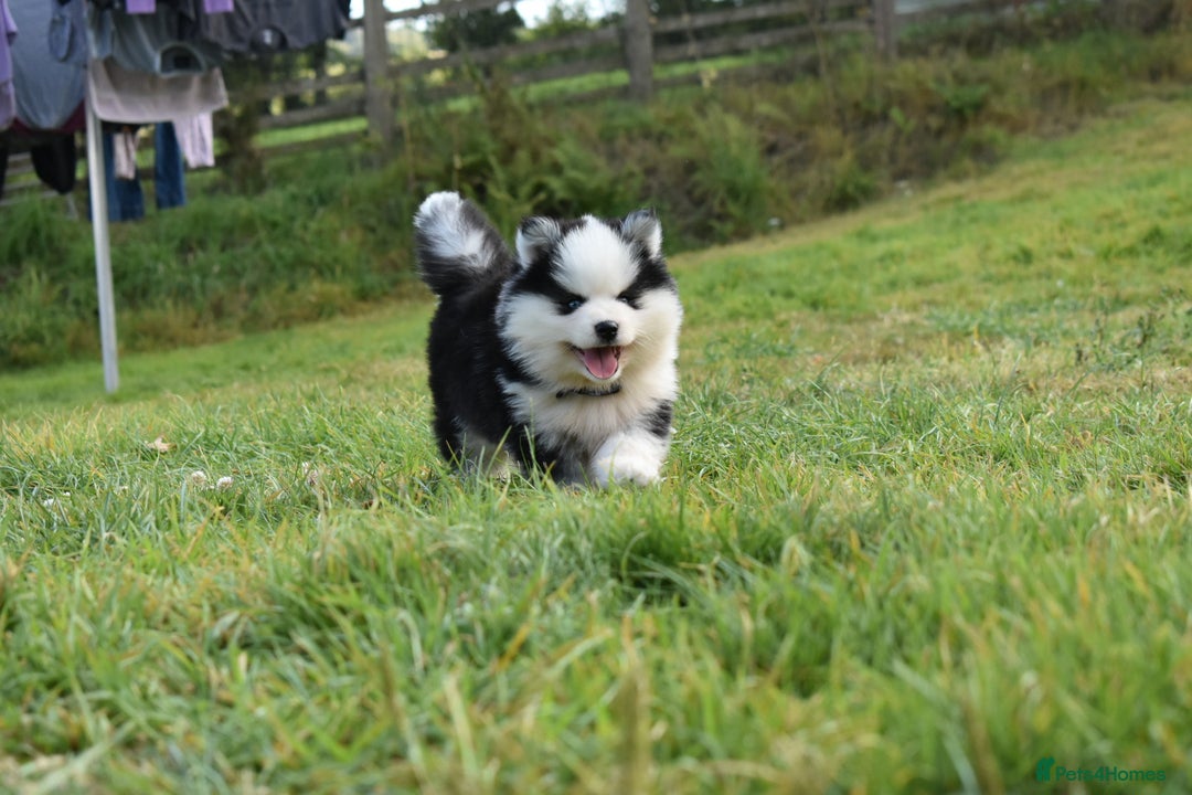 Pomsky dogs for sale: Genuine F4 Pomsky puppies (Health tested parents)  - Image 7